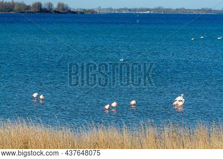 Colony Of Pink Flamingos Wintering In Grevelingen Salt Lake Near Battenoord Village In Zeeland, Neth