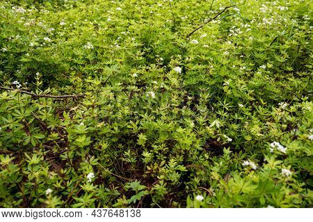 Botanical Collection, Asperula Odorata Or Bedstraw Flowering Plant