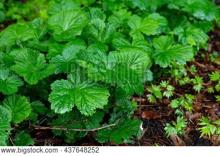 Botanical Collection, Geum Rivale Or Eugenol Plants In Summer With No Flowers