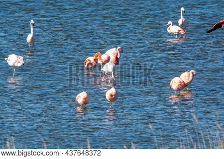 Colony Of Pink Flamingos Wintering In Grevelingen Salt Lake Near Battenoord Village In Zeeland, Neth