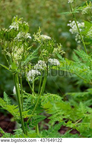 Botanical Collection, Myrrh Chervil Or Myrrhis Odorata Medicinal Plant