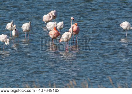 Colony Of Pink Flamingos Wintering In Grevelingen Salt Lake Near Battenoord Village In Zeeland, Neth