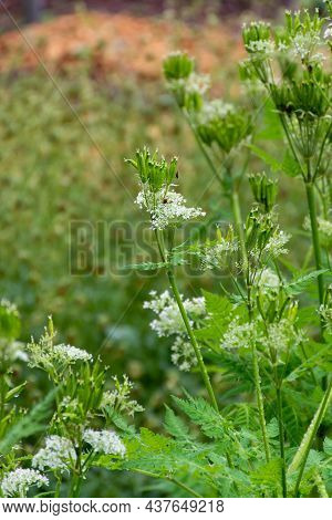 Botanical Collection, Myrrh Chervil Or Myrrhis Odorata Medicinal Plant