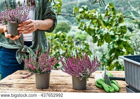 Woman Planting Calluna Vulgaris, Common Heather, Simply Heather And Erica In A Pot On Wooden Table I