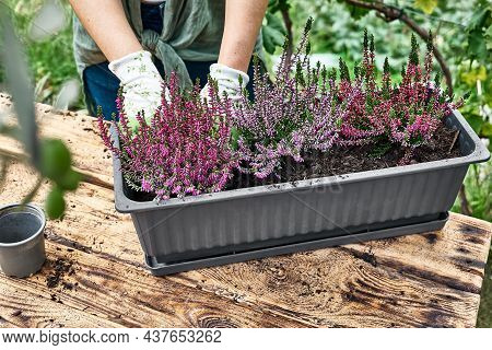 Woman Planting Calluna Vulgaris, Common Heather, Simply Heather And Erica In A Pot On Wooden Table I