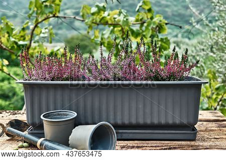 Balcony Pot With Different Various Of Calluna Vulgaris, Common Heather, Simply Heather Or Erica On W