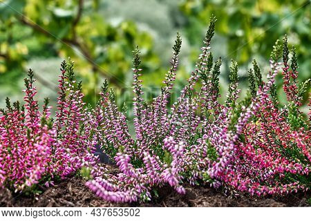 Close Up Of Pink Calluna Vulgaris Flowers. Common Heather, Simply Heather Or Erica On Nature Backgro