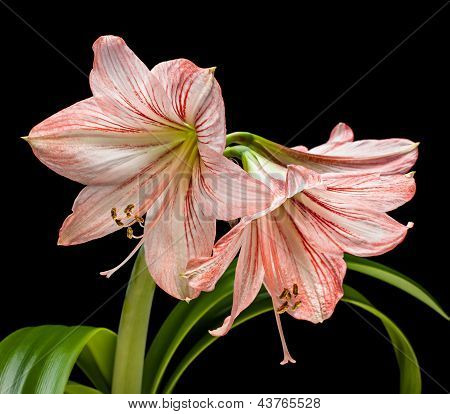 Amaryllis (Hipperastrum) Blumen isoliert auf schwarz