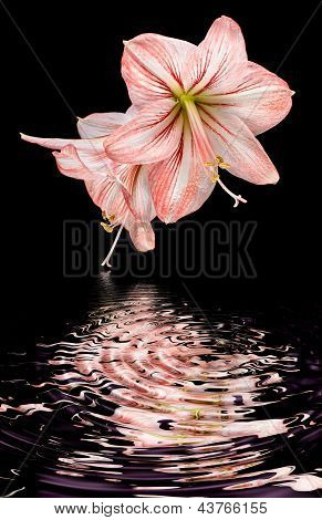Amaryllis (Hipperastrum) Blumen isoliert auf schwarz