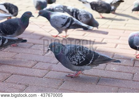 Uraban Wildlife. The Rock Dove Or Common Pigeon Is A Member Of The Bird Family Columbidae. Rock Pige
