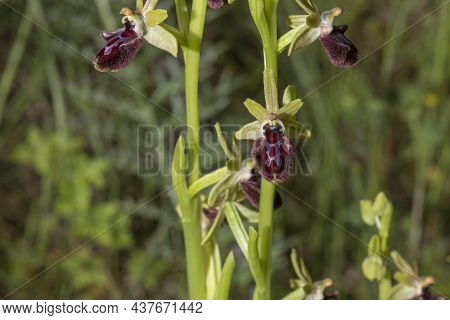 Beautiful Wild Rare Orchid Ophrys Sphegodes Also Known As Early Spider-orchid. Valverde De Leganes, 