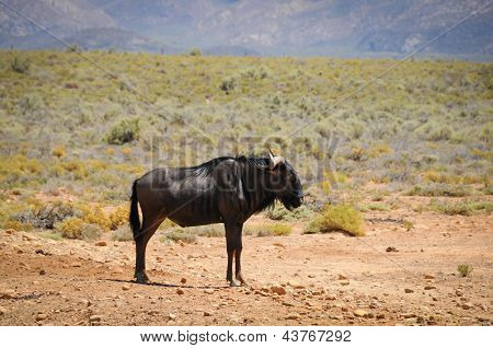 Streifengnu Antilope In der afrikanischen Savanne