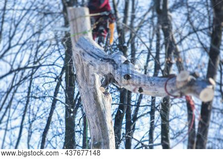 Process Of Felling The Trees, Team Of Professional Lumberjack Woodcutter Cutting And Felling The Big