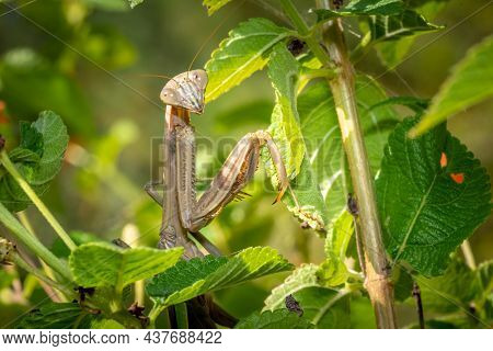 A Female Chinese Mantis (tenodera Sinensis) Poses, Looking Back Over Her Shoulder. Raleigh, North Ca