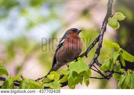 Common Chaffinch Sits On A Branch In Spring On Green Background. Beautiful Songbird Common Chaffinch