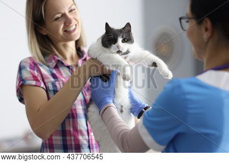 Close-up Of Smiling Woman Giving Home Pet To Veterinarian. Veterinary Surgeon Examining Cute Cat At 