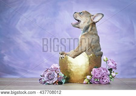 Laughing French Bulldog Dog Puppy Hatching Out Of Golden Egg Shell Next To Roses
