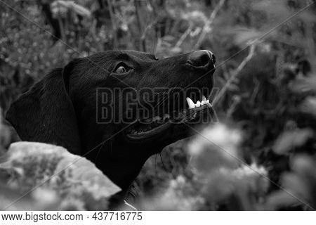 Dog Face Black And White In The Middle Of A Flower Field