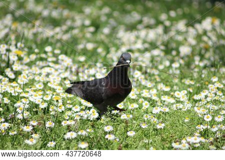 The Pidgeon Standing Still In The Grass