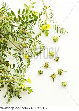 Tribulus Terrestris On White