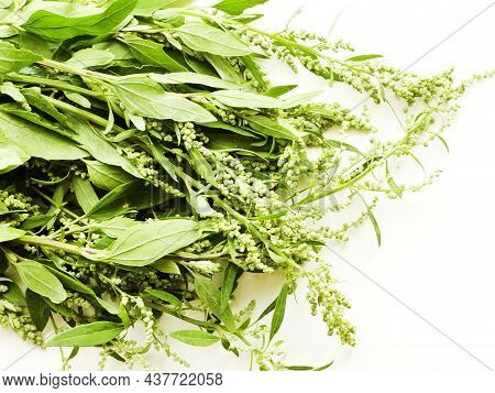 Atriplex Saltbush Orache Herb Seeds