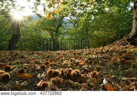 Autumn. Chestnut Forest In The Tuscan Mountains. Hedgehogs And Chestnuts Fall To The Ground. Time Fo