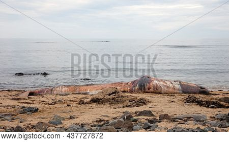 Large Dead Sperm Whale Washup Up On A Beach On Iceland, Snaefellsnes