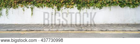 green ivy isolated on a white wall background.