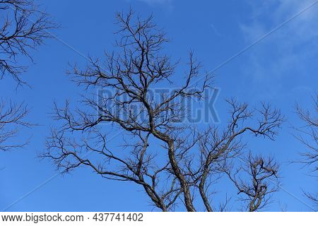 Clear Blue Sky And Leafless Branches Of Black Locust In February