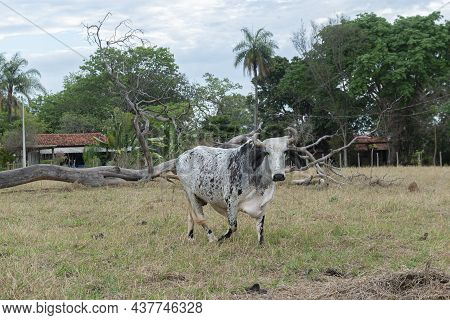 Gyr Ox Walking In The Pasture Of A Farm In The Countryside Of Brazil In Sunny Day And Blue Sky. Braz