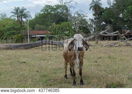 Gir Cow In A Beautiful Brachiaria Pasture In The Countryside Of Brazil. Brazil Is One Of The Biggest