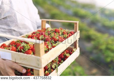 Farmer Holding Freshly Harvested Ripe Strawberries In Strawberry Farm Field.