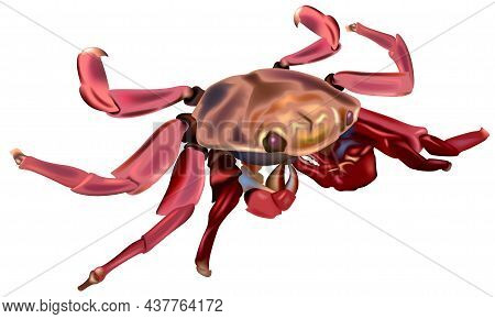 Sally Lightfoot Crab (grapsus Grapsus) - Colored Illustration Isolated On White Background, Vector