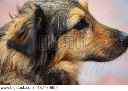 Portrait Of A Dog In The City. Dogs, Mans Best Friends.