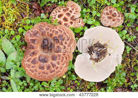 Bardeaux hérisson aux champignons qui poussent sur le sol forestier