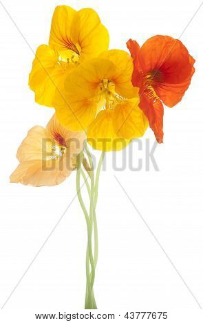 Nasturtium