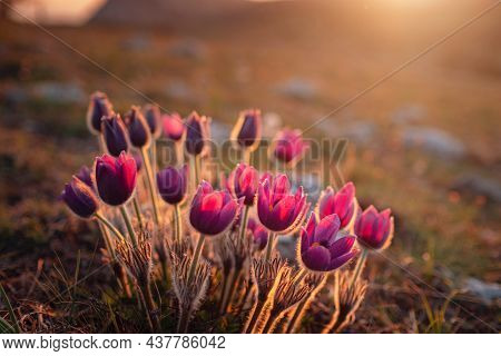 Purple Wild Crocus Flavus Flower Or Pulsatilla Or Pasque Flower Growing At Sunset Outdoors. Early Si