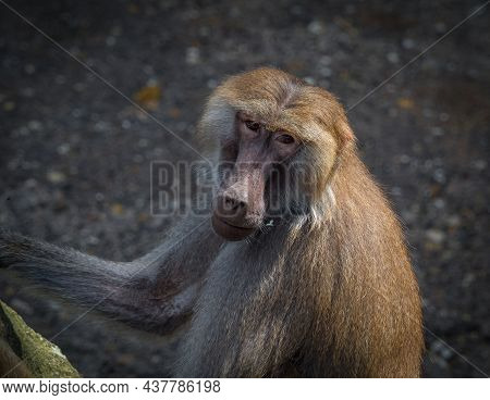 A Macaque Monkey Closeup In A Zoo In Neunkirchen, Copy Space
