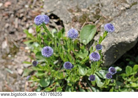 Globularia Trichosantha Is An Ornamental Evergreen Plant.  Blooms From Early Spring And Through The 