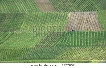 Vignoble