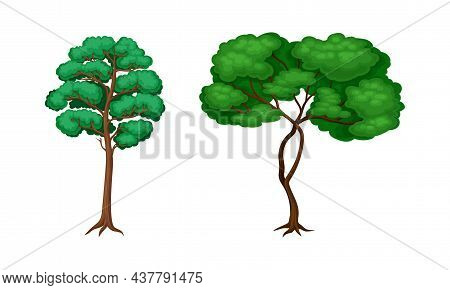 Tree With Exuberant Green Foliage And Trunk Vector Set
