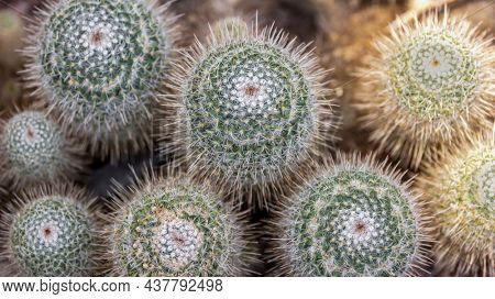 Top down view of cactus plants in a green house