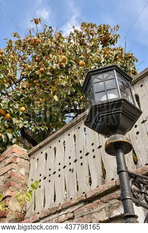 Street Lamp, Fence And Fruit Tree In The Background. Bottom View Of Persimmon Tree With Ripe Persimm