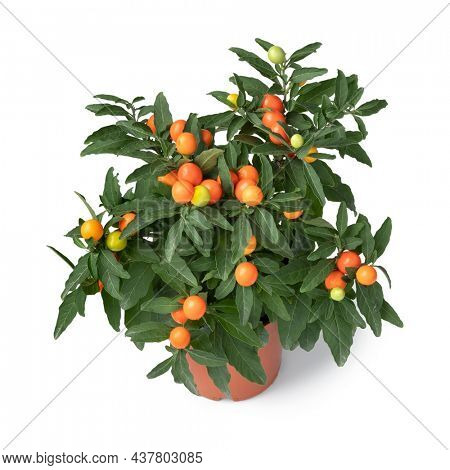 Solanum pseudocapsicum plant close up isolated on white background 