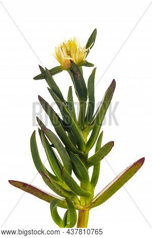 Carpobrotus Edulis Is A Ground-creeper Native To South Africa. Hottentot Fig Is Also Sometimes Calle