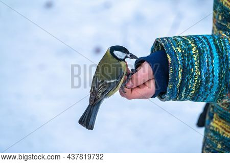 The Great Tit Eats Seeds From A Palm Of Little Boy. A Tit Bird Sitting On The Hand And Eating Seeds.