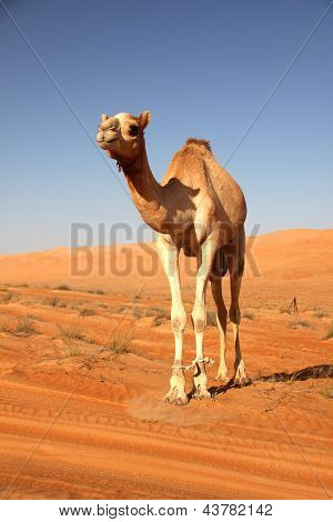 Camel
