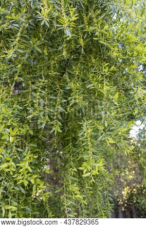 Branch Of Mayten Tree Maytenus Boaria (celastraceae) Close Up With Green Background.