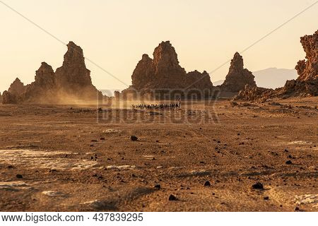 Herd Of Farm Sheep In Between Lac Abbe Chimneys