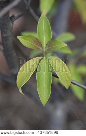 Himalayan Evergreen Dogwood Leavs - Latin Name - Cornus Capitata